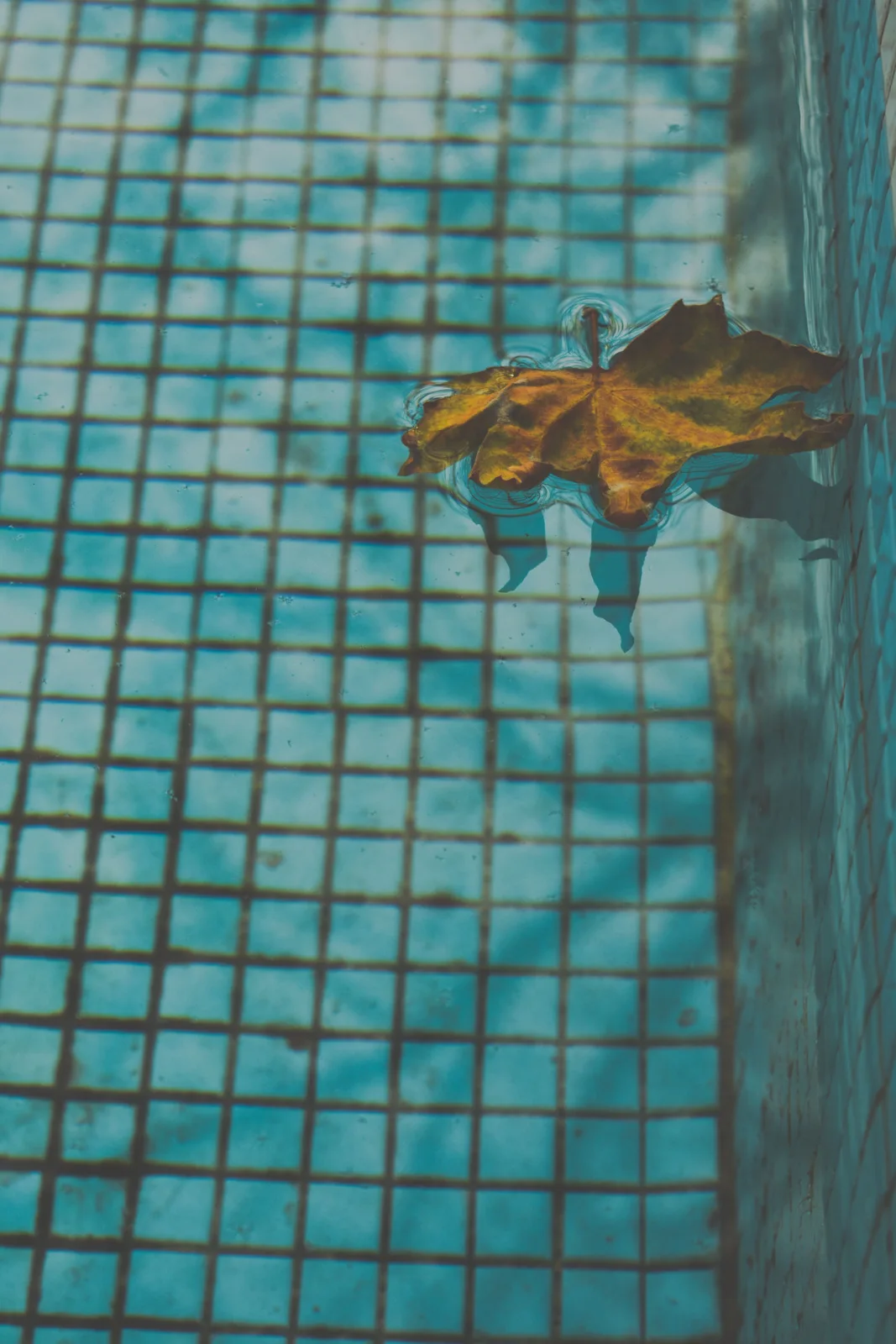 Single brown leaf floating above blue swimming pool tile
